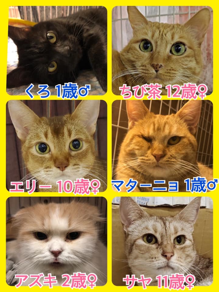 🐾今日の里親様募集中ニャンコ🐱メンバーです🐾2020,8,10